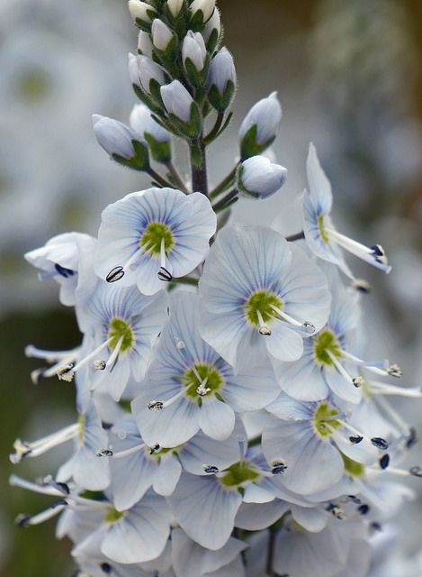 Veronica Gentianoides Little Blues (1540)